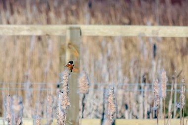 ortak stonechat (saxicola rubicola)