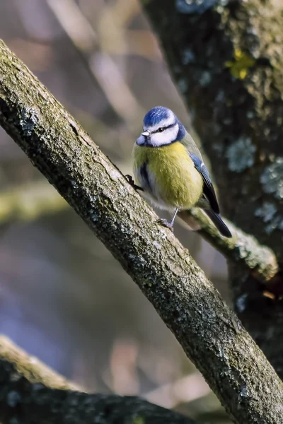 Modraszka perching na drzewie — Zdjęcie stockowe