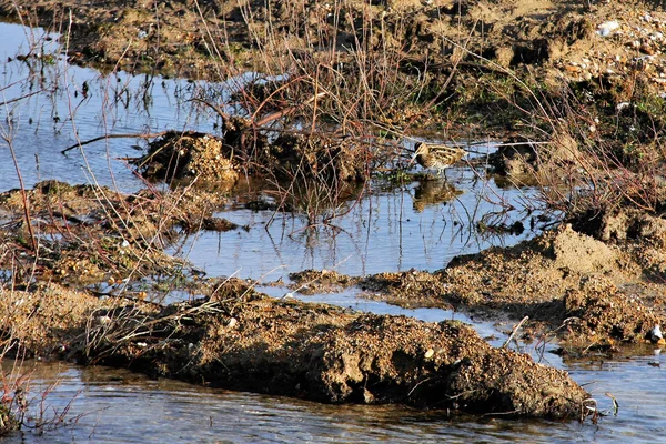 Snipe común (Gallinago gallinago ) — Foto de Stock