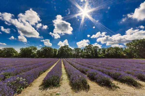 Early morning in a Banstead Lavender field — Stock Photo, Image