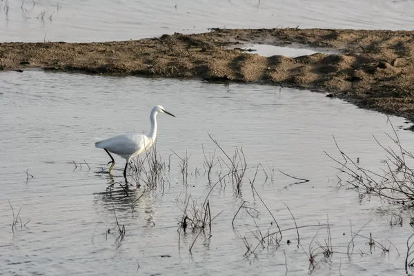 Egret at Dungeness — Stock Photo, Image