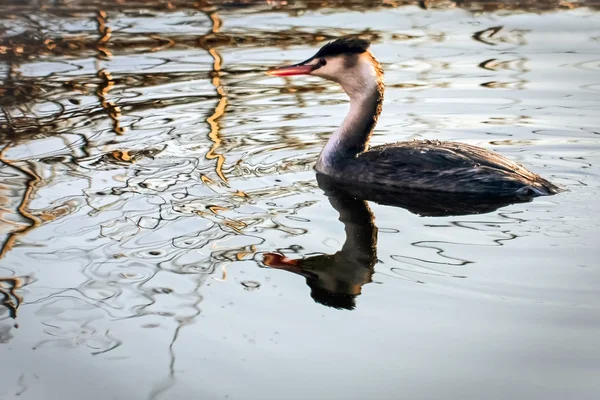 Grebe czubaty (Podiceps cristatus) — Zdjęcie stockowe