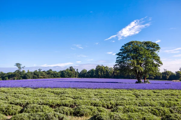 Lavender field in Banstead Surrey — Stock Photo, Image