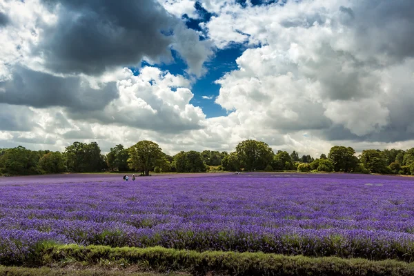 Lavender field in Banstead Surrey — Stock Photo, Image