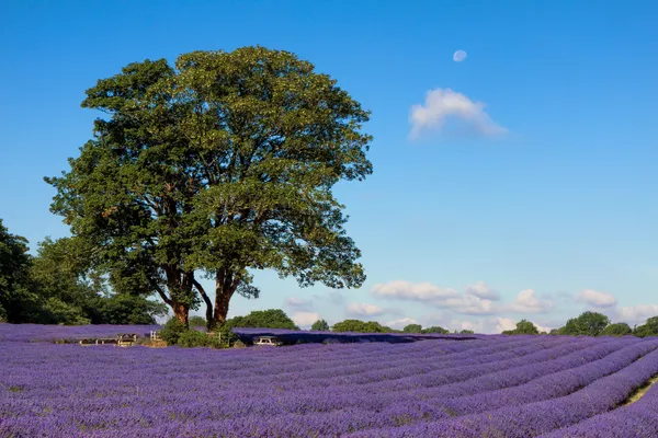 Lavender field in Banstead Surrey — Stock Photo, Image