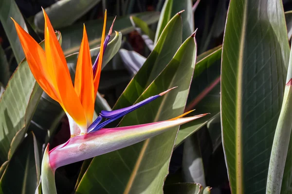 마데이라에서 꽃 극락조 (strelitzia) — 스톡 사진