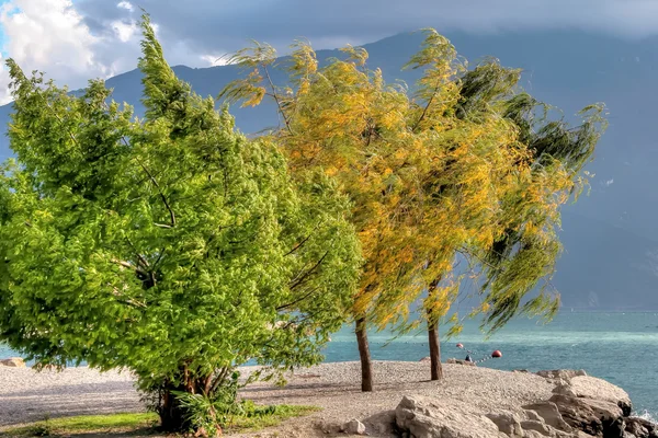 Wind wehte Bäume am Ufer des Gardasees — Stockfoto