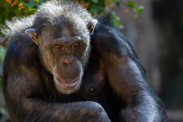 Chimpanzee sitting in a zoo — Stock Photo, Image