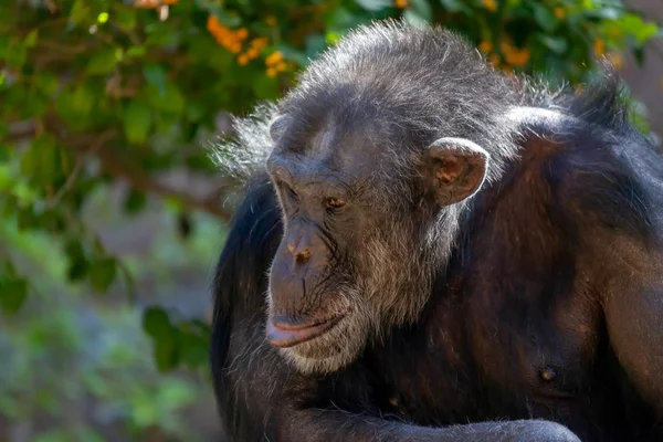 Chimpanzee sitting in a zoo — Stock Photo, Image