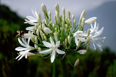 yol kenarında Madeira tarafından vahşi beyaz Agapanthus'tan almıştır