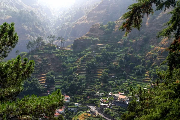 Madeira terraces — Stock Photo, Image