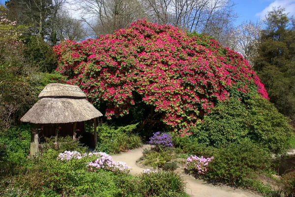 Nádherné rododendron — Stock fotografie