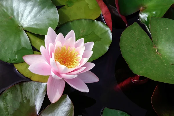 Pink Water Lily — Stock Photo, Image