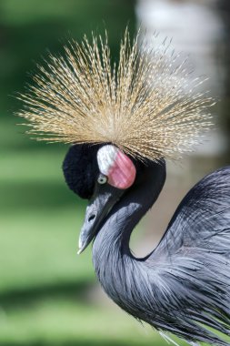 Black Crowned Crane clipart