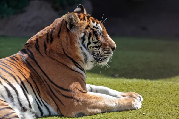 Bengaalse tijger — Stok fotoğraf