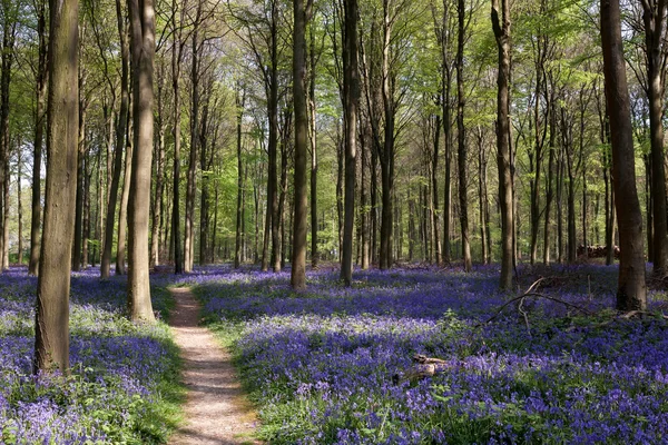 Bluebells em Wepham Woods — Fotografia de Stock