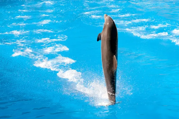 Dolphin show at Loro Parque — Stock Photo, Image