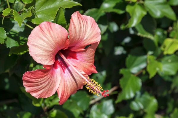 Hibiscus bloem — Stockfoto
