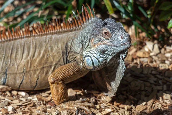 Iguana at Loro Parque Zoo — Stock Photo, Image