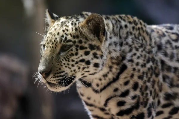 Loro parque 動物園でジャガー — ストック写真