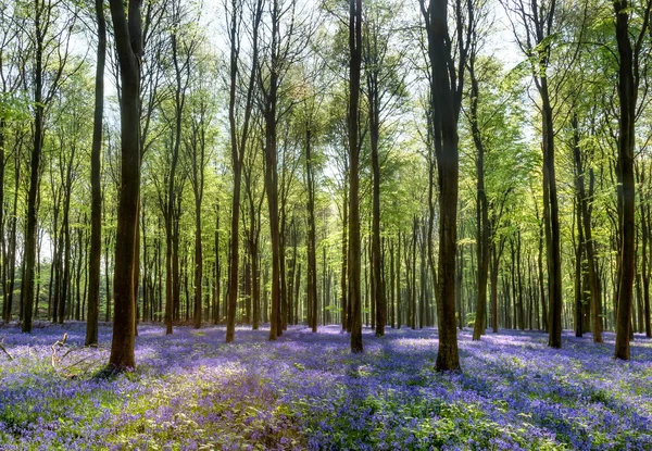 bahar güneş bluebells aydınlatıcı