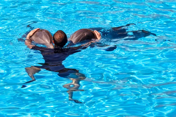 Dolphin show at Loro Parque — Stock Photo, Image