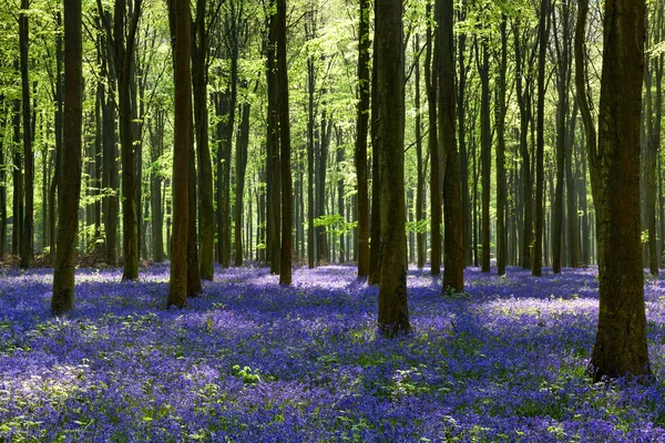 BlueBell a Wepham Woods — Foto Stock