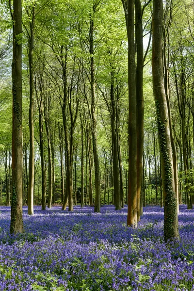 Bluebells in Wepham Woods — Stock Photo, Image