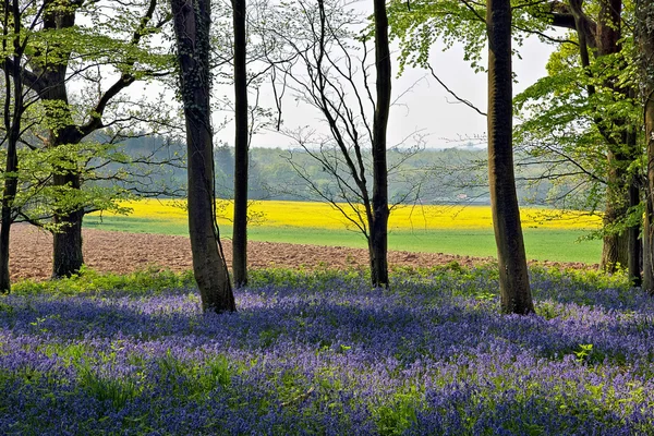 Bluebells à Wepham Woods — Photo