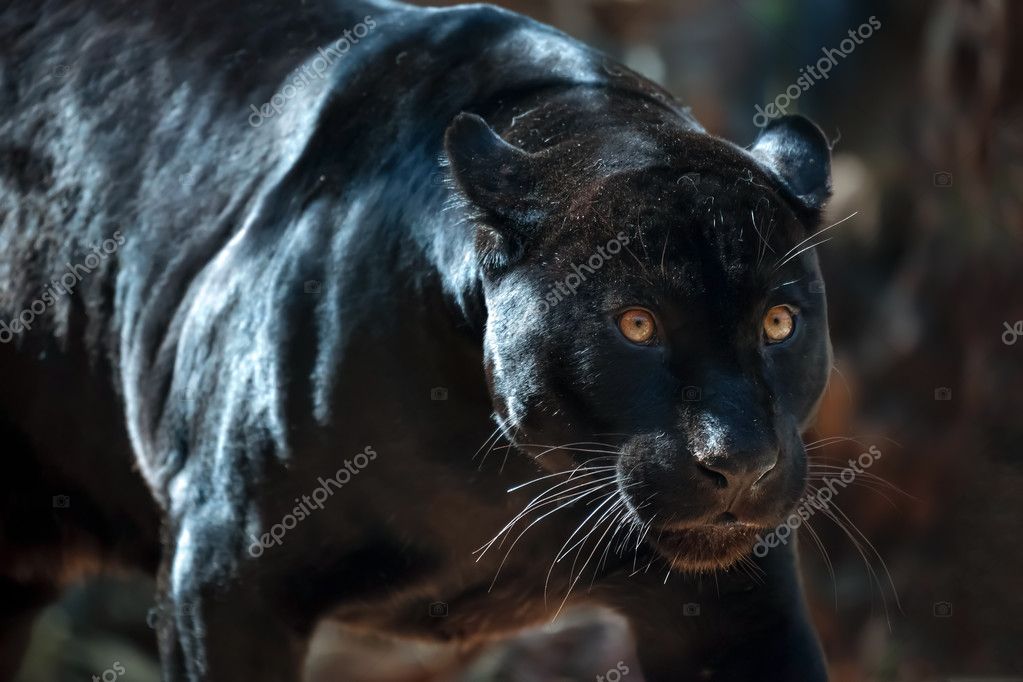 puma negro animal