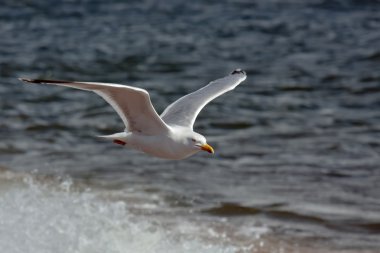 Genel martı (Larus canus)