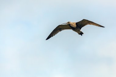 Avrasya Curlew (Numenius arquata)