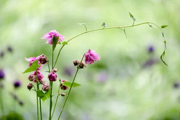 Doppelte Blüte einer rosa Kolumbine (Aquilegia vulgaris)) — Stockfoto