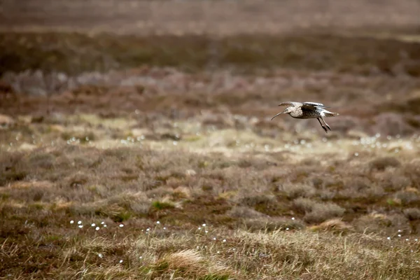 Curlew eurasiatico (Numenius arquata) — Foto Stock