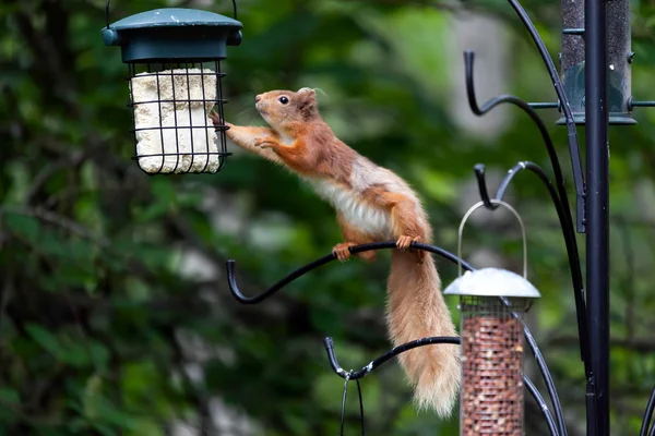 Ardilla roja euroasiática (Sciurus vulgaris) — Foto de Stock