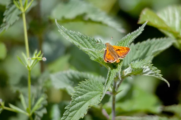 Maschio grande skipper farfalla (Ochlodes venatus ) — Foto Stock