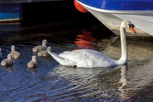 Labuť (cygnus olor) s jednotvárněji — Stock fotografie