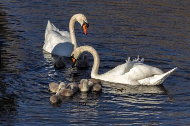 Kuğu (cygnus rengi) cygnets ile kapatma
