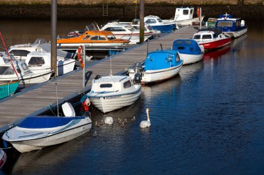 Kuğu (cygnus rengi) cygnets ile kapatma