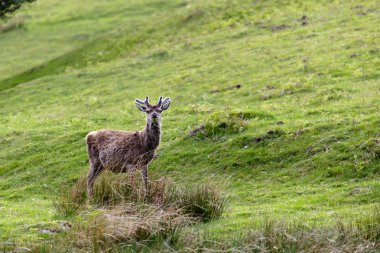 kırmızı geyik (cervus elaphus)