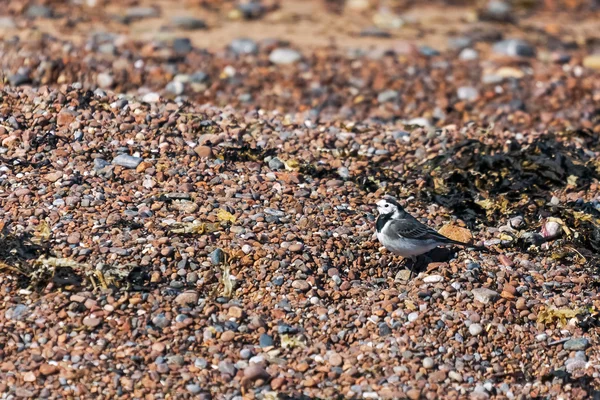 Bergeronnette pie (motacilla alba) — Photo