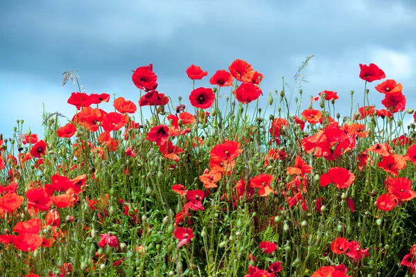 Field of Poppies in Sussex — Stock Photo, Image