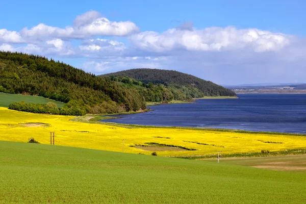 Campo de semillas de colza cerca de Munlochy Bay —  Fotos de Stock