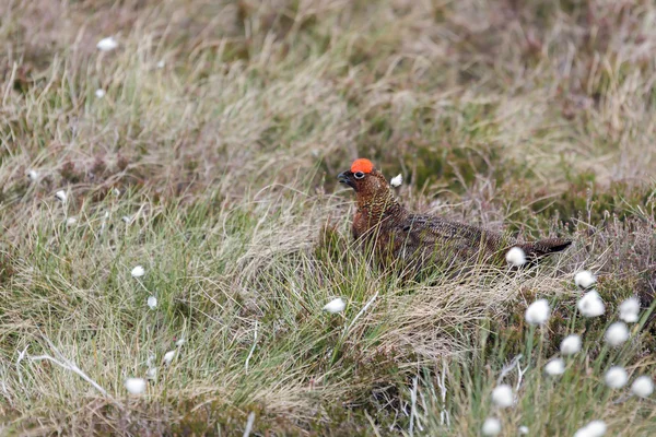 Mannelijke red grouse (lagopus lagopus) — Stockfoto