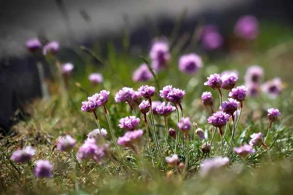 Havet rosa (armeria) — Stockfoto