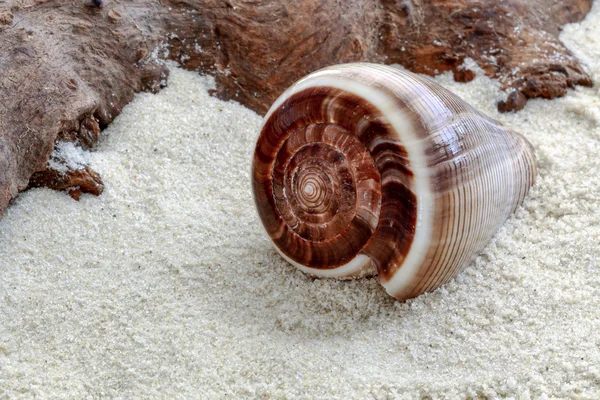 Cone shaped shell — Stock Photo, Image