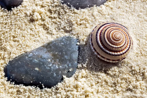 Small Sundial seashell — Stock Photo, Image