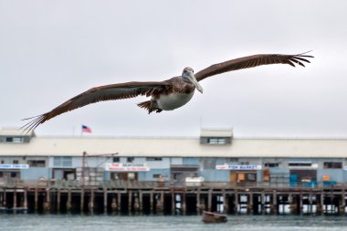 Kahverengi Pelikan (Pelecanus occidentalis)