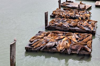 Kaliforniya deniz aslanı (Zalophus californianus)