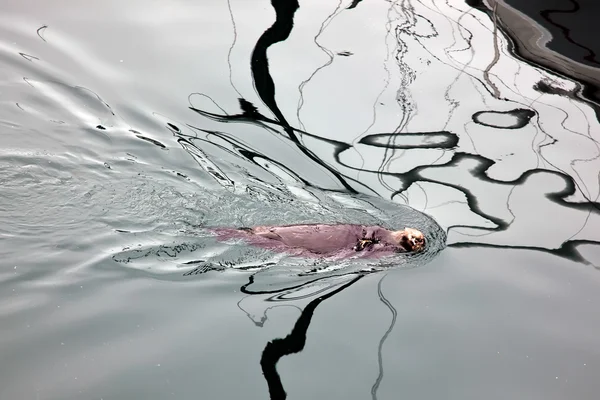 Loutre de mer (Enhydra Lutris ) — Photo